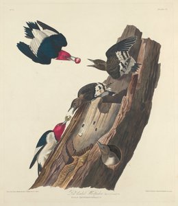 Pic à tête rouge