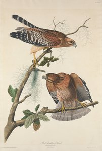 Buse à épaulettes rouges