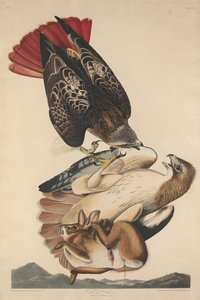 Buse à queue rousse - Robert Havell after John James Audubon