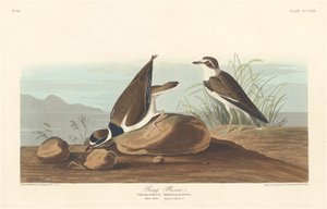 Pluvier à collier