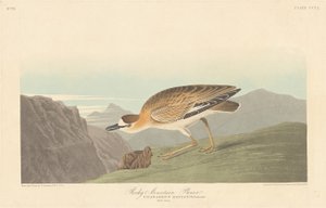 Pluvier des Montagnes Rocheuses - Robert Havell after John James Audubon
