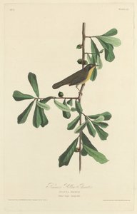 Paruline de Roscoe - Robert Havell after John James Audubon