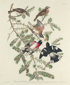 Cardinal à poitrine rose