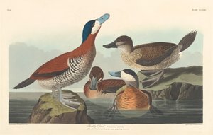 Canard roux - Robert Havell after John James Audubon