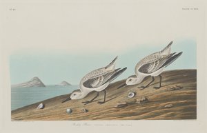 Pluvier roux - Robert Havell after John James Audubon