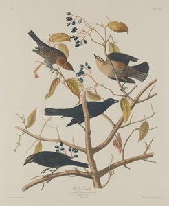 Grakle rouillé - Robert Havell after John James Audubon