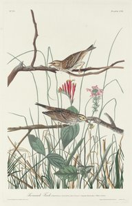 Pinson de Savannah - Robert Havell after John James Audubon