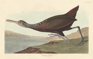 Courlan scolopaceus - Robert Havell after John James Audubon