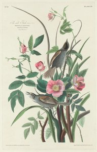 Pinson de bord de mer - Robert Havell after John James Audubon