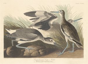 Bécasseau semi-palmaté ou Chevalier semipalmé - Robert Havell after John James Audubon