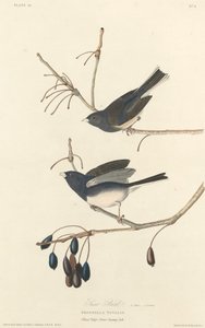 Plectrophane des Neiges