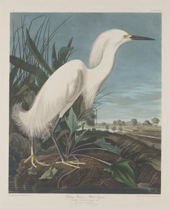 Héron neigeux, ou Aigrette blanche