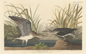 Chevalier solitaire - Robert Havell after John James Audubon