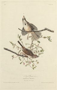 Bruant Chanteur - Robert Havell after John James Audubon