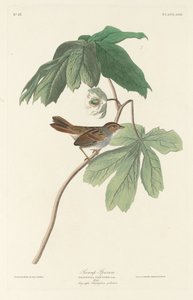 Moineau des marais - Robert Havell after John James Audubon