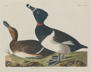 Fuligule morillon - Robert Havell after John James Audubon