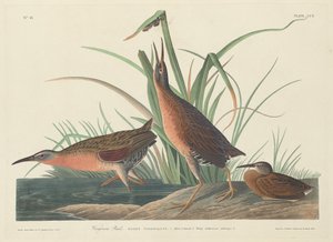 Râle de Virginie - Robert Havell after John James Audubon