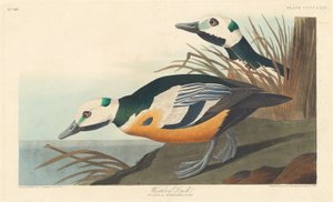 Canard occidental - Robert Havell after John James Audubon