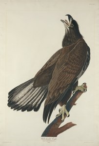 Aigle à tête blanche - Robert Havell after John James Audubon