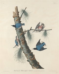 Sittelle à poitrine blanche et à calotte noire - Robert Havell after John James Audubon