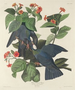 Pigeon à couronne blanche - Robert Havell after John James Audubon