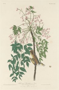 Gobemouche aux yeux blancs - Robert Havell after John James Audubon