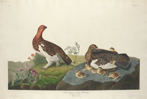 Lagopède des saules