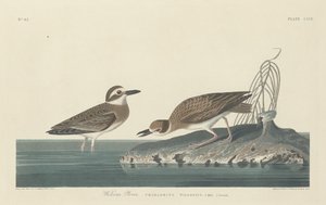 Pluvier de Wilson - Robert Havell after John James Audubon
