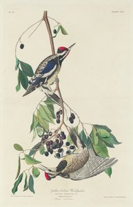 Pic à ventre jaune - Robert Havell after John James Audubon