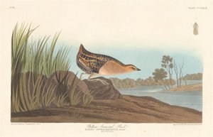 Râle à poitrine jaune - Robert Havell after John James Audubon