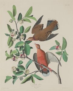 Tourterelle Zenaida