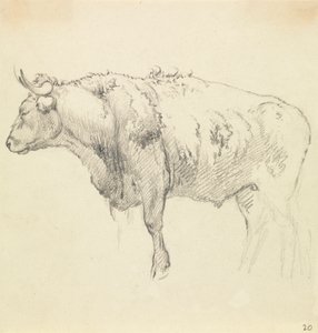 Un taureau