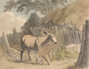Un âne et son poulain