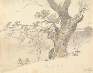 Un chêne dans le parc d