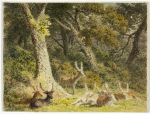 Troupeau de cerfs au repos - Robert Hills