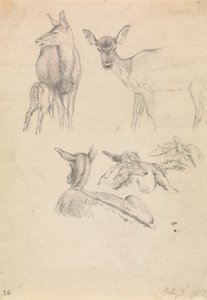 Cerfs et leurs petits - Robert Hills