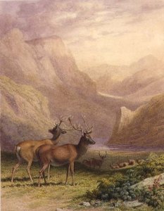 Cerfs dans les Highlands - Robert Hills