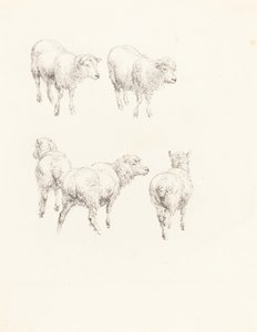 Cinq moutons