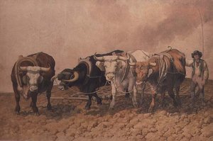 Hersage - Robert Hills