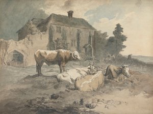 Bétail à longues cornes