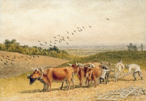 Bœufs labourant un champ de Downland - Robert Hills