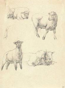 Moutons