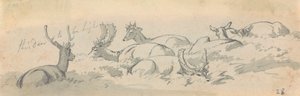 Cerfs et biches au repos