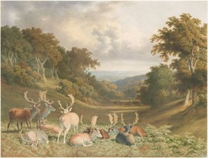 Cerfs dans le parc de Knole, Kent - Robert Hills