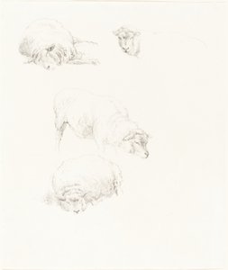 Études de Moutons - Robert Hills