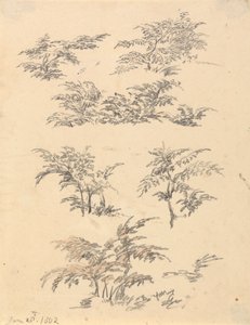 Étude de fougère - Robert Hills