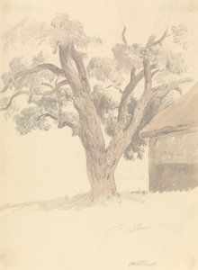 Noyer - Robert Hills