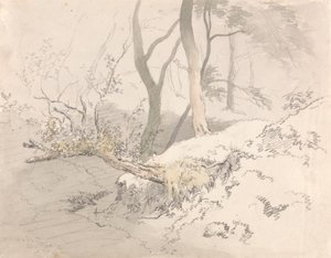Ombre boisée - Robert Hills