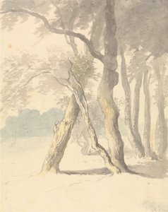 Étude de forêt