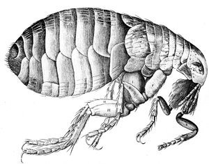 Puce, insecte parasite suceur de sang sans ailes, 1665 - Robert Hooke